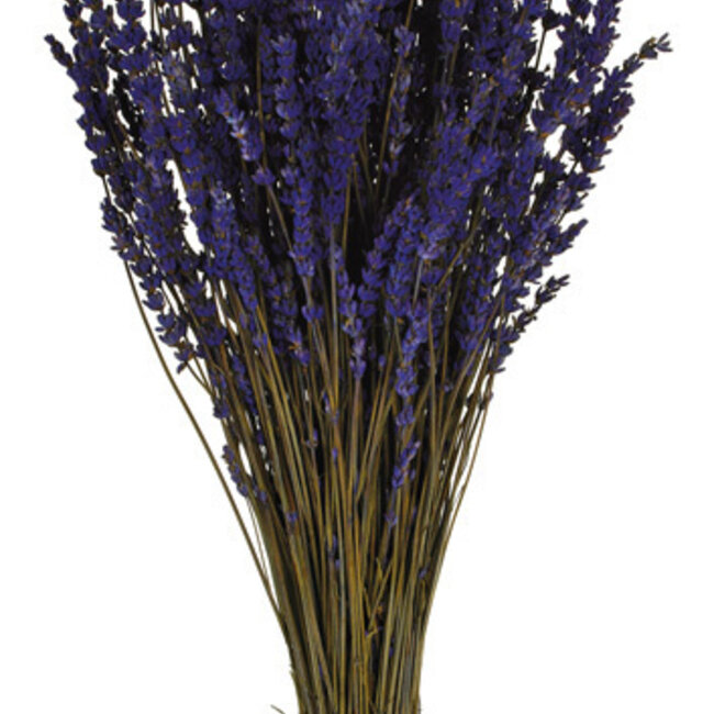 Lavande préservée bleu foncé | Longueur ± 45 centimètres | Poids ± 150 grammes