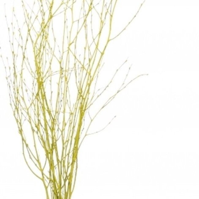 Gele Berkentakken | Lengte ± 60 centimeter | Per 10 takken