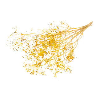 Dutch Dried Yellow Bupleurum dried flowers | Length ± 55 centimetres | Weight ± 50 grams