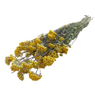 Dutch Dried Naturel gele Lonas Aanua droogbloemen | Lengte ± 50 centimeter | Gewicht ± 100 gram