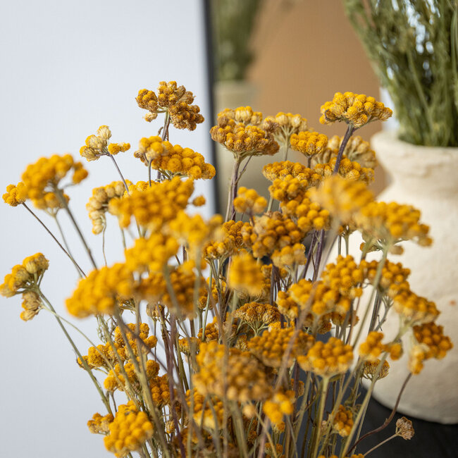 Naturel gele Lonas Aanua droogbloemen | Lengte ± 50 centimeter | Gewicht ± 100 gram