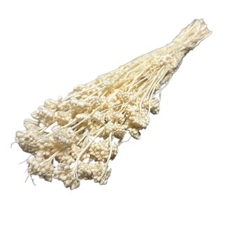 Casa Alegria Lonas Annua fleurs séchées blanchies | Longueur ± 50 centimètres | Poids ± 100 grammes