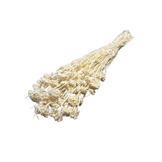 Casa Alegria Wit gebleekte Lonas Annua droogbloemen | Lengte ± 50 centimeter | Gewicht ± 100 gram