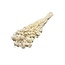 Wit gebleekte Lonas Annua droogbloemen | Lengte ± 50 centimeter | Gewicht ± 100 gram