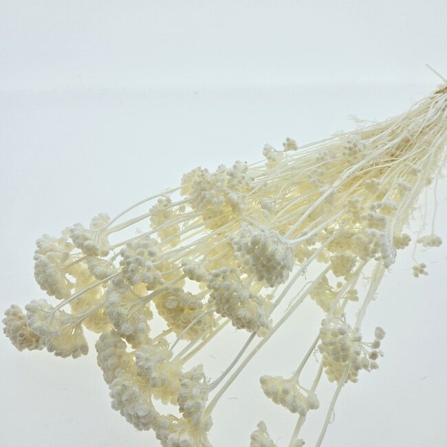 White bleached Lonas Annua dried flowers | Length ± 50 centimetres | Weight ± 100 grams