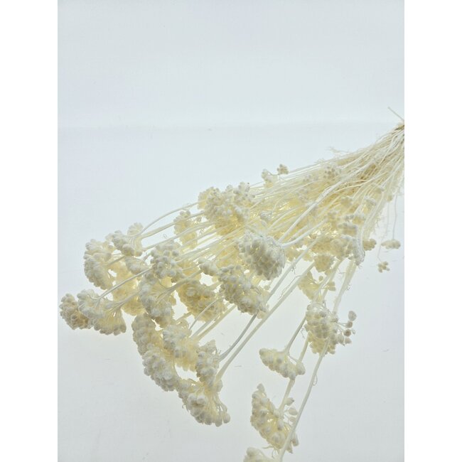 Wit gebleekte Lonas Annua droogbloemen | Lengte ± 50 centimeter | Gewicht ± 100 gram