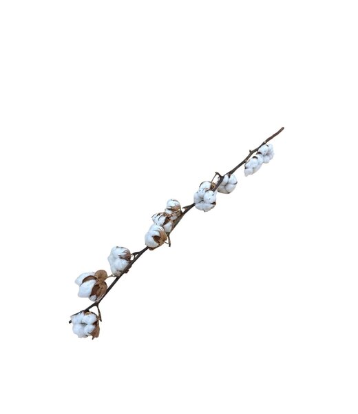 Dutch Dried Branches de coton naturelles | 8 - 9 boules de coton blanches par branche | ± Longueur 65 centimètres