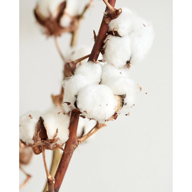 Natural cotton branches | 8 - 9 white cotton bolls per branch | ± Length 65 centimetres