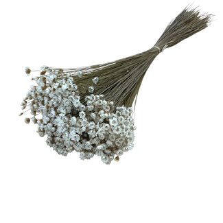 Casa Alegria Glixia fleurs séchées naturelles blanches | Longueur ± 50 centimètres | Poids ± 50 grammes