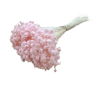Casa Alegria Lichtroze Glixia droogbloemen | Lengte ± 50 centimeter | Gewicht ± 50 gram