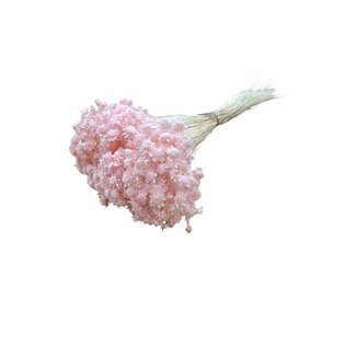 Casa Alegria Lichtroze Glixia droogbloemen | Lengte ± 50 centimeter | Gewicht ± 50 gram