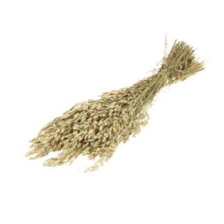 Dutch Dried Naturel groene Bromus droogbloemen | Lengte ± 65 centimeter | Gewicht ± 150 gram
