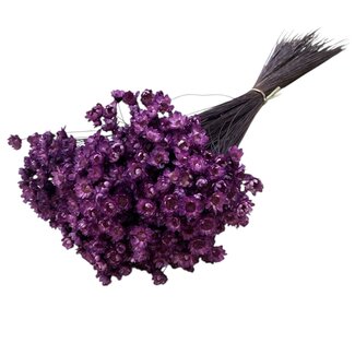 Casa Alegria Milka-paarse Glixia droogbloemen | Lengte ± 50 centimeter | Gewicht ± 50 gram