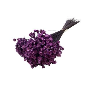 Casa Alegria Milka-paarse Glixia droogbloemen | Lengte ± 50 centimeter | Gewicht ± 50 gram