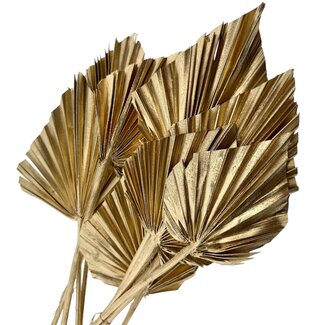 Casa Alegria Goldfarbener getrockneter Palmenspeer | Länge ± 45 Zentimeter | Pro 5 Zweige