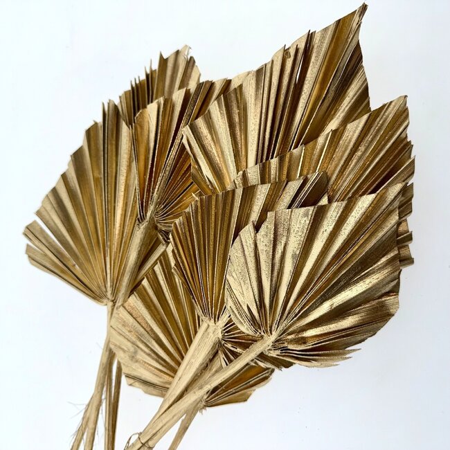 Goldfarbener getrockneter Palmenspeer | Länge ± 45 Zentimeter | Pro 5 Zweige
