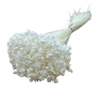 Casa Alegria White bleached Glixia dried flowers | Length ± 50 centimetres | Weight ± 50 grams