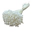 White bleached Glixia dried flowers | Length ± 50 centimetres | Weight ± 50 grams
