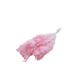Casa Alegria Light pink bleached Broom Bloom dried flowers | Length ± 55 centimetres | Weight 150 grams