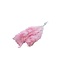 Lichtroze gebleekte Broom Bloom droogbloemen | Lengte ± 55 centimeter | Gewicht 150 gram