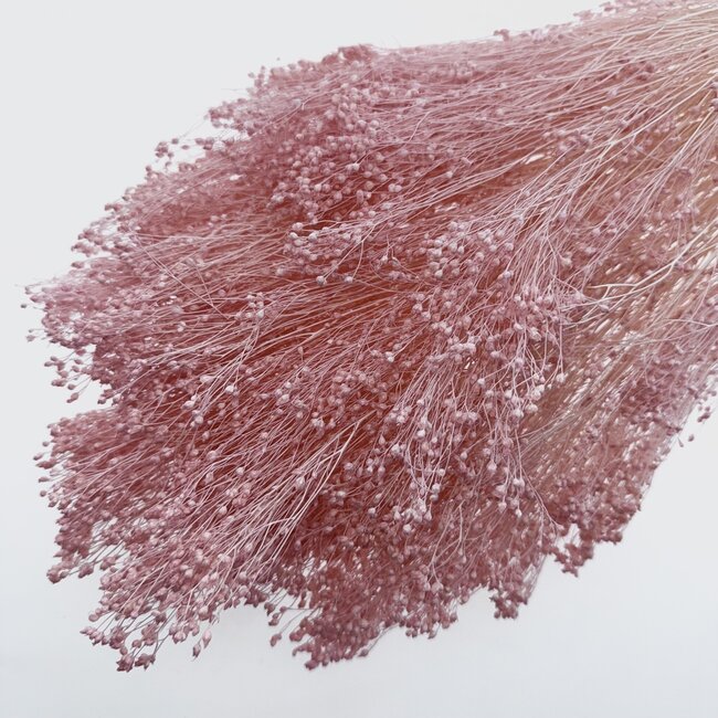 Lichtroze gebleekte Broom Bloom droogbloemen | Lengte ± 55 centimeter | Gewicht 150 gram