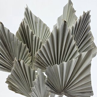 Dutch Dried Wit gedroogde Palm Speer | Lengte ± 45 centimeter | Per 10 takken