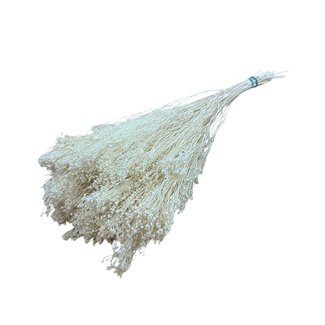 Casa Alegria White bleached Broom Bloom dried flowers | Length ± 55 centimetres | Weight 100 grams