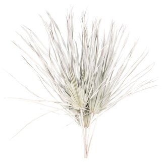 Dutch Dried White Misty getrocknetes Palmblatt | Länge ± 65 Zentimeter | Pro 5 Zweige