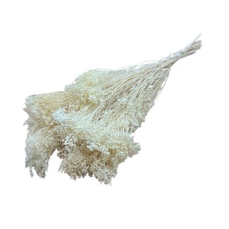 Dolce Vita White bleached Broom Bloom dried flowers | Length ± 50 centimetres | Weight 100 grams