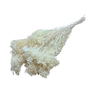 Dolce Vita Witte gebleekte Broom Bloom droogbloemen | Lengte ± 50 centimeter | Gewicht 100 gram