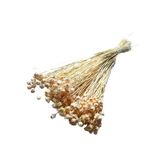 Dutch Dried Terrakleurige Happy Flower droogbloemen | Lengte ± 45 centimeter | Gewicht ± 100 gram