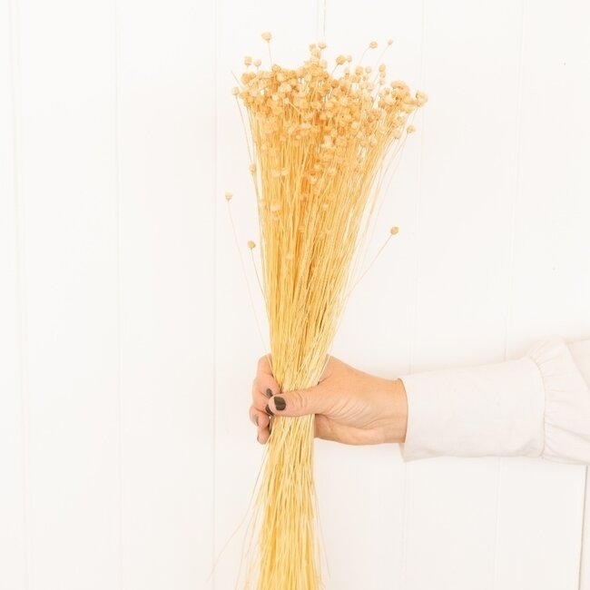 Terracotta-coloured Happy Flower dried flowers | Length ± 45 centimetres | Weight ± 100 grams