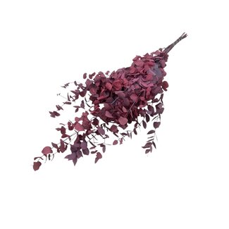 Dutch Dried Rot-rosa Eucalyptus Cinerea Trockenblumen | Länge ± 65 Zentimeter | Gewicht ± 150 Gramm