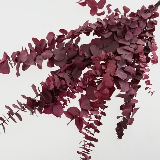 Rot-rosa Eucalyptus Cinerea Trockenblumen | Länge ± 65 Zentimeter | Gewicht ± 150 Gramm