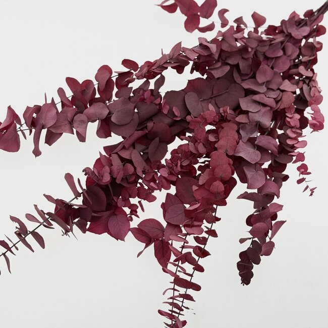 Red-pink Eucalyptus Cinerea dried flowers | Length ± 65 centimetres | Weight ± 150 grams