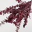 Red-pink Eucalyptus Cinerea dried flowers | Length ± 65 centimetres | Weight ± 150 grams