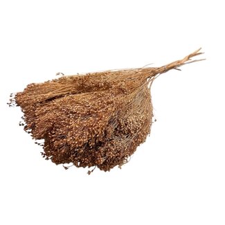 Dutch Dried Light Brown Broom Bloom Dried Flowers | Length ± 55 centimetres | Weight 100 grams