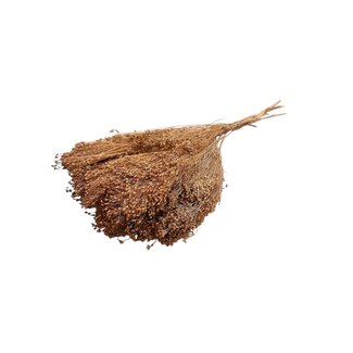 Dutch Dried Lichtbruine Broom Bloom droogbloemen | Lengte ± 55 centimeter | Gewicht 100 gram