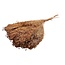 Light brown Broom Bloom dried flowers | Length ± 55 centimetres | Weight 100 grams