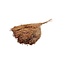 Light brown Broom Bloom dried flowers | Length ± 55 centimetres | Weight 100 grams