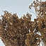 Broom Bloom séchées brun clair | Longueur ± 55 centimètres | Poids 100 grammes