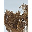 Lichtbruine Broom Bloom droogbloemen | Lengte ± 55 centimeter | Gewicht 100 gram