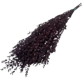 Dutch Dried Red Eucalyptus Cinerea | Preserved |  | Length ± 50 centimetres | Weight ± 150 grams