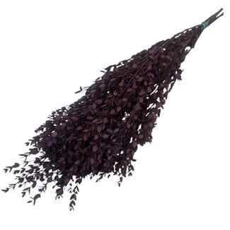 Dutch Dried Roter Eukalyptus Cinerea | Konserviert |  | Länge ± 50 Zentimeter | Gewicht ± 150 Gramm