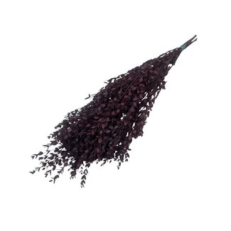 Dutch Dried Roter Eukalyptus Cinerea | Konserviert |  | Länge ± 50 Zentimeter | Gewicht ± 150 Gramm