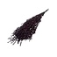 Rode Eucalyptus Cinerea | Gepreserveerd | Lengte ± 50 centimeter | Gewicht ± 150 gram