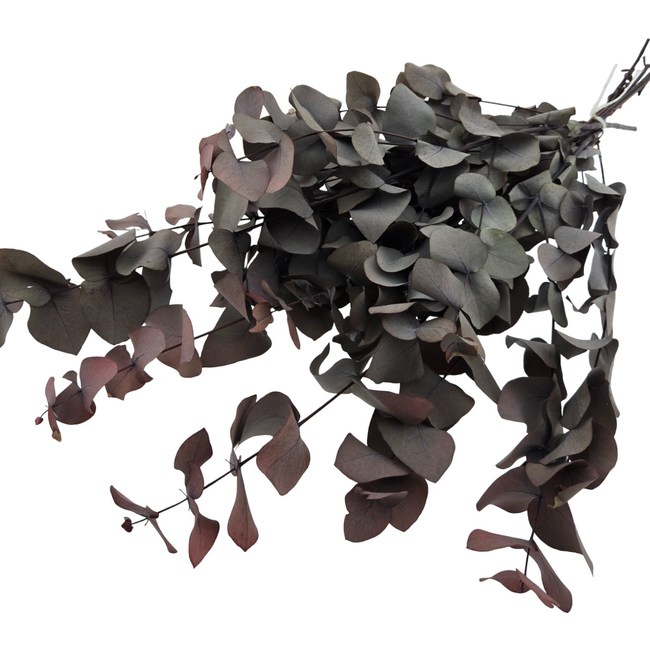 Roter Eukalyptus Cinerea | Konserviert |  | Länge ± 50 Zentimeter | Gewicht ± 150 Gramm