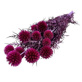Casa Alegria Fuchsia Echinops preserved flowers | Length ± 65 centimetres | Weight ± 350 grams