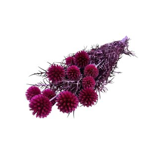 Casa Alegria Fleurs préservées Fuchsia Echinops | Longueur ± 65 centimètres | Poids ± 350 grammes