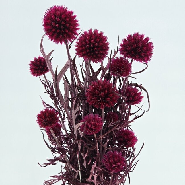 Fuchsia Echinops gepreserveerde bloemen | Lengte ± 65 centimeter | Gewicht ± 350 gram